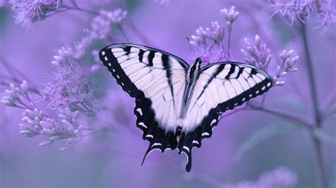 Animal Swallowtail Butterfly 4k Ultra Hd Wallpaper
