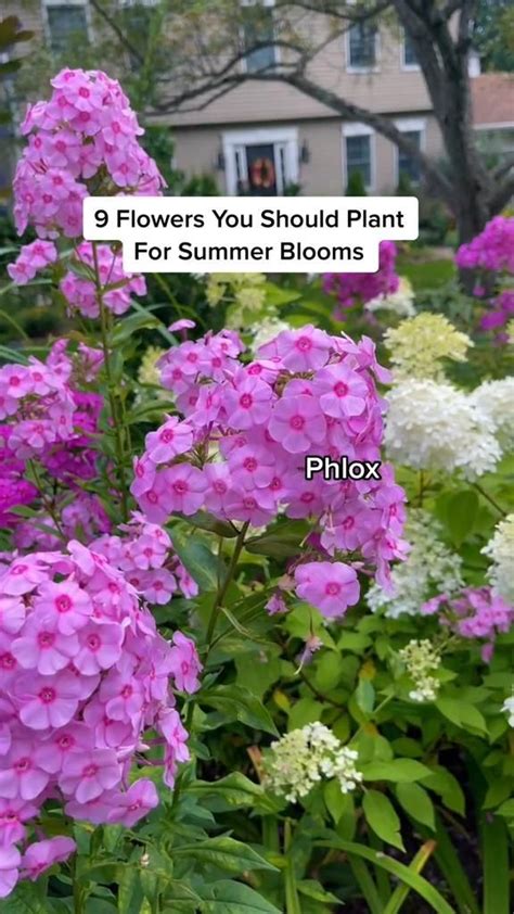 9 Flowers You Should Plant For Summer Blooms 🌸 Planting Flowers