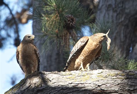 Male And Female Red Shouldered Hawks Ricardo00 Flickr