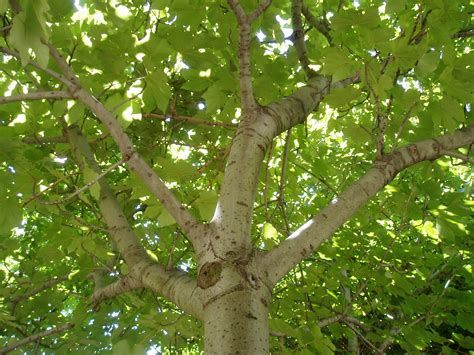 Sicomoro Acer Pseudoplatanus Plantas Riomoros