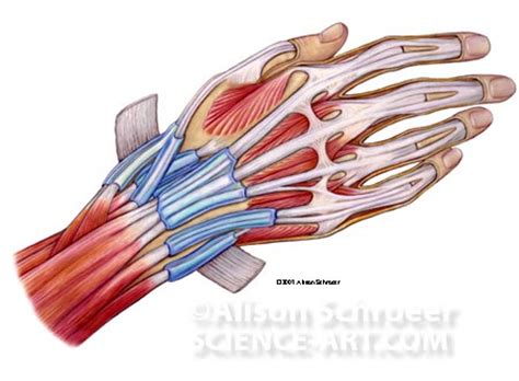 Yeah theres no muscles in your fingers | IGN Boards