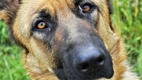 Dog Eye Problems Causes Symptoms And Treatment