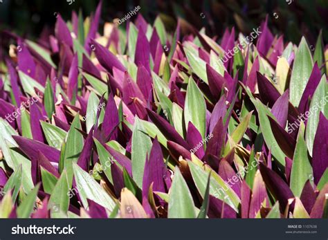 Purple Heart Ground Cover Plant Stock Photo 1107638