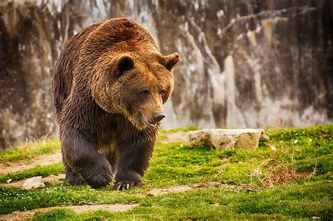 This website contains information, links, images and videos of sexually explicit material (collectively, the sexually explicit material). HD wallpaper: Brown bear | Wallpaper Flare