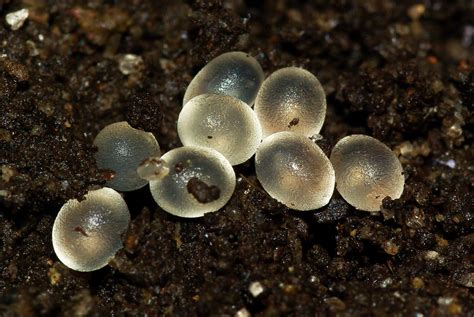 Identification, images, & information for insects, spiders & their kin for the little white eggs found under some bark of a dead tree. The Snail - Pest, Pet or Treat? Some Interesting Facts ...