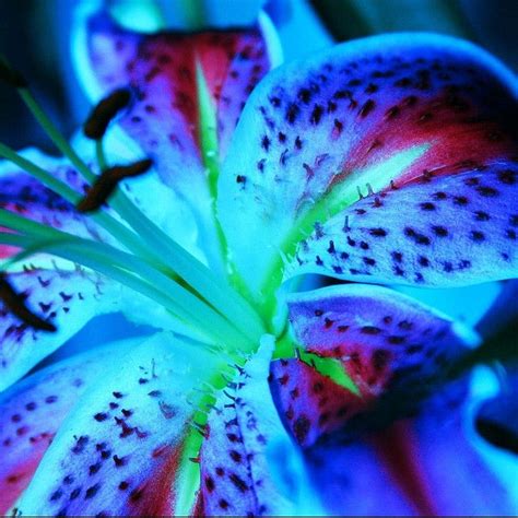 Stargazer Lily Lily Flower Seeds Lily Flower Unusual Flowers