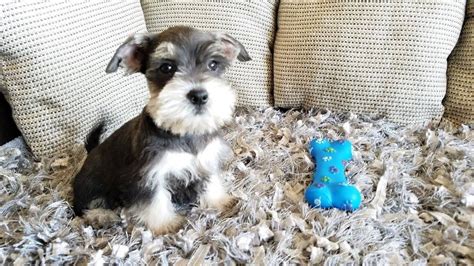 Miniature Schnauzer Puppies For Sale Thousand Oaks CA Schnauzer