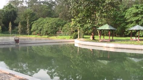 Dengan menanam tanaman air penambah oksigen ini di kolam ikan, air akan tetap jernih dan ikan akan mendapatkan oksigen yang cukup. kolam air panas bentong - YouTube