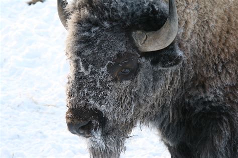 Hunters See Strong Bison Migration Out Of Yellowstone Ehuntr