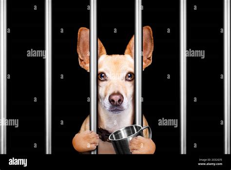 Puppy prison hi-res stock photography and images - Alamy