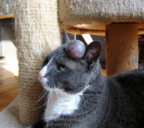 Cats are just as susceptible to everyday minor injuries as any other animal. How To Drain A Cyst On A Cat - Best Drain Photos Primagem.Org