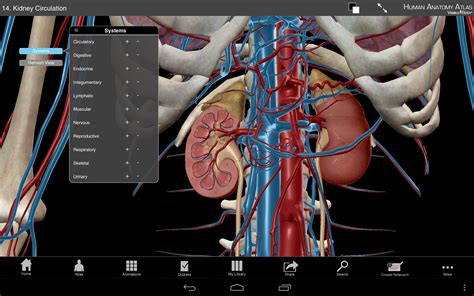 Human Anatomy Atlas Appstore For Android