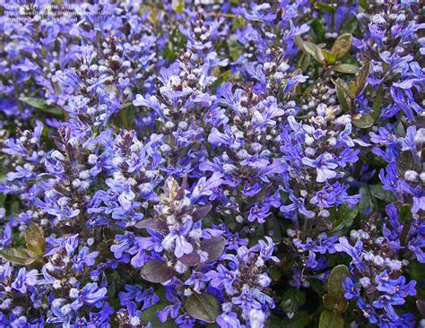 A list of annual flowers to attract hummingbirds to your what flowers can you plant to invite hummingbirds to visit? Carpet Bugle - attracts hummingbirds | How to attract ...