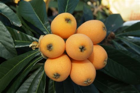 8 Most Delicious Evergreen Fruit Trees California Fruits Gardener