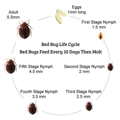 See full list on bedbugsupply.com How long do Bed Bugs live? The typical life span of a bed ...