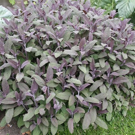 Buy Purple Sage Salvia Officinalis Purpurascens Salvia Officinalis