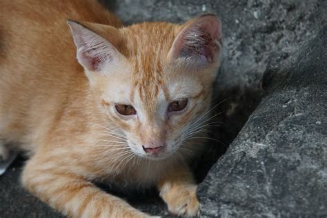 Asian cat Pictures and Information - Cat-Breeds.com
