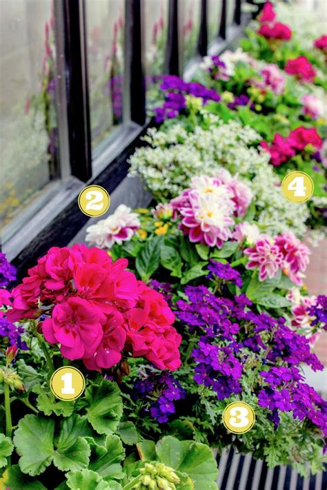 (flower) a plant cultivated for its blooms or blossoms. 14 Simply Stunning Summer Window Boxes | Window box ...