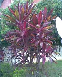 Renek berbunga ( flowering shrubs) renek (shrub). Tanaman Penghias Laman: Pokok Renek