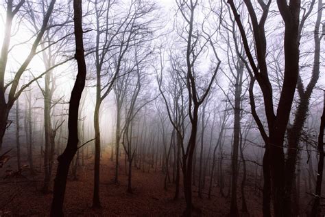 Misty And Mysterious Forest Trees Image Freephoto Image Free Stock