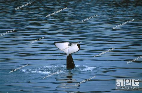 Orca Whale Tail Frederick Sound Se Ak Fall Stock Photo Picture And