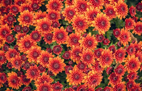 Fall Flowers That Will Add Color To Your Landscape