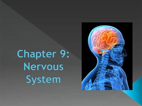 Ppt The Central Nervous System Chp 9 Powerpoint Presentation Free 8b6