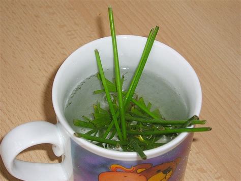 Das zypergras (cyperus alternifolius), auch wechselblättriges zyperngras genannt, ist eine herrlich pflegeleichte zimmerpflanze aus der familie der sauergräser (cyperaceae). Zyperngras durch Stecklinge & Ableger vermehren » Majas ...