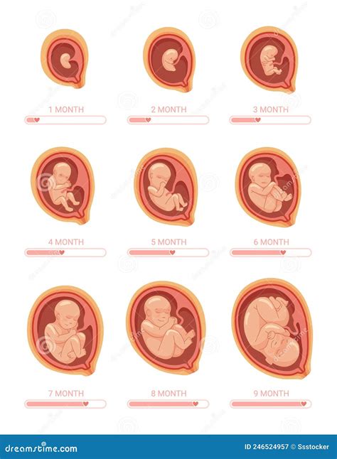 Fetal Stages. Stage Growth Embryo, Process Fetus Development 1 9 Months