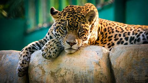 250 Jaguar Hd Wallpapers Background Images