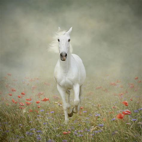 White Horse Running Through Poppies Photograph By Christiana Stawski
