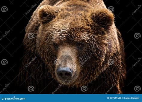 Front View Of Brown Bear Isolated On Black Background Portrait Of