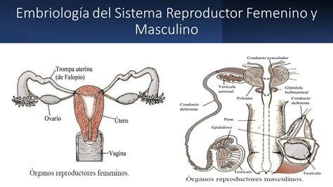 embriología del sistema reproductor femenino y masculino repaso youtube