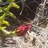 This is just in case. Ric Rac Orchid Cactus, Fishbone Cactus, St. Anthony's Rick ...