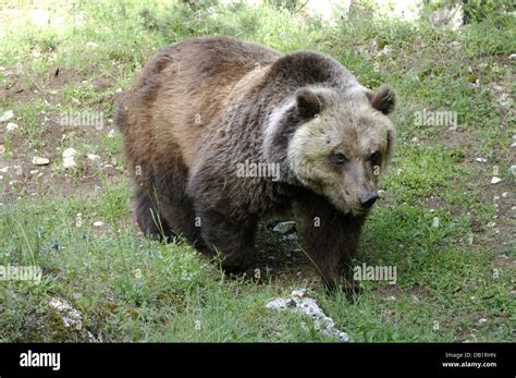 Marsican Brown Bear Italy Hi Res Stock Photography And Images Alamy