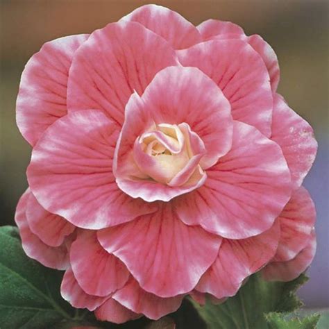 Begonia Double Rosebud Bouton Rose | Flowers, Beautiful flowers garden
