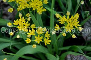 Bulb Allium Moly Ornamental Bulb Information From PlantsGalore Com