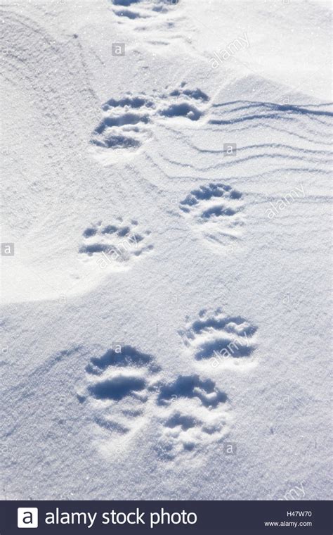 Polar Bear Tracks High Resolution Stock Photography And Images Alamy
