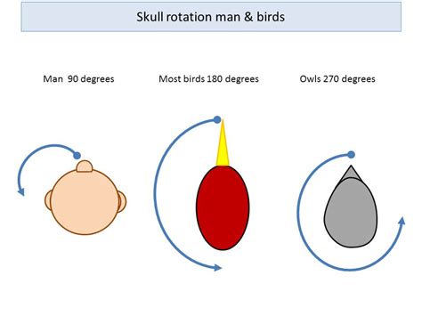 So while owls can't actually turn their head a full 360 degrees, most people are at least familiar with the idea that owls can turn their heads really far. Brain blood flow in owlsThoughts on Wildlife Biology