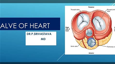 Valve Of Heart Tricuspid Bicuspid Semilunar Anatomy Clinical Youtube