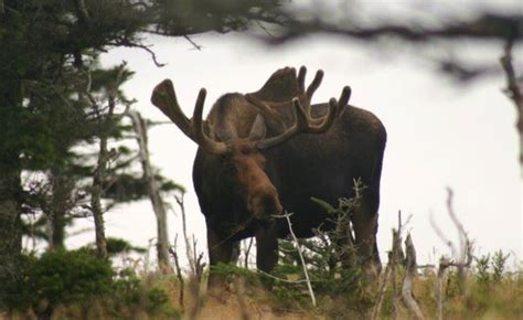 skyline trail closed due to aggressive moose behaviour