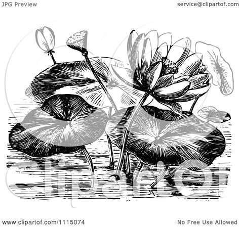 Frog driving a car clip art. Clipart Vintage Black And White Water Lily Flowers And ...