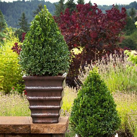 Pyramidal Green Mountain Boxwood Ted Lare Design And Build