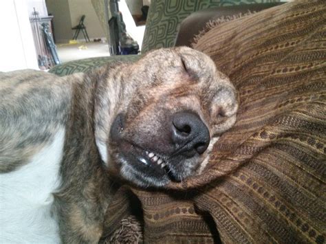 15 Adorably Tired Dogs That Just Want To Sleep