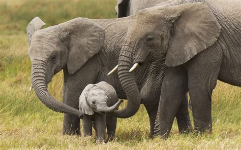 Check spelling or type a new query. Desktop Elephant HD Wallpapers | PixelsTalk.Net