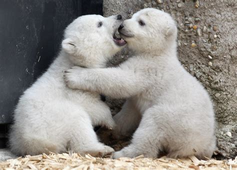 76 bear wallpapers images in full hd, 2k and 4k sizes. Polar Bear Wallpapers Images Photos Pictures Backgrounds