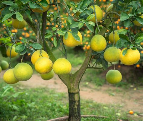 What Fruit Trees Are Common To Florida Tampa Tree