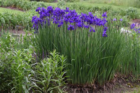 The Gallery For Siberian Iris