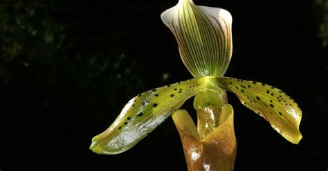Paphiopedilum Tonsum Orchid Plant Care And Culture Travaldo S Blog