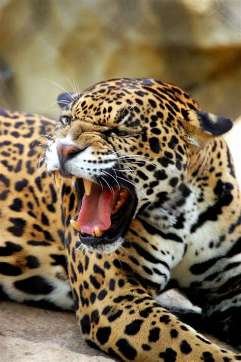 Berlines, voitures de sport et suv vous feront vivre une expérience de conduite unique. File:Jaguar - Cameron Park Zoo - Waco, Texas.jpg